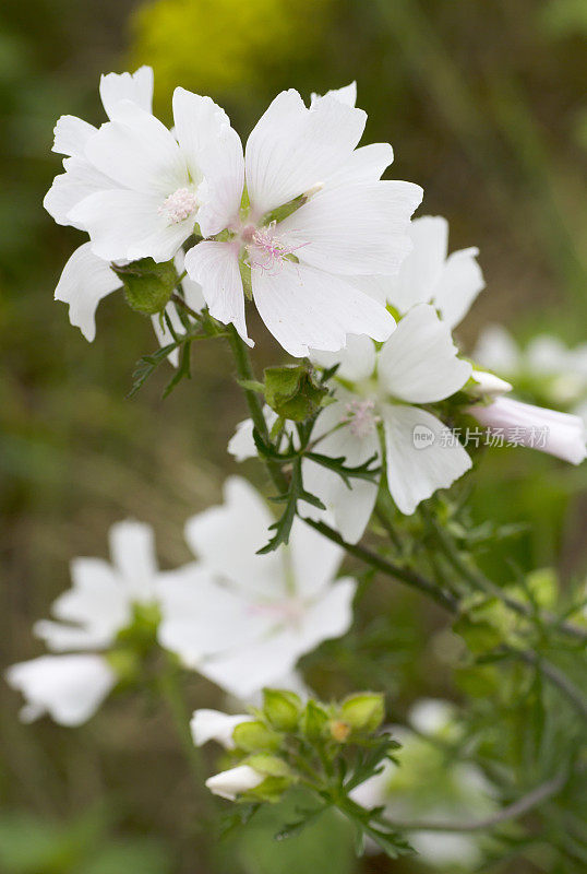 锦葵(Malva moschata)